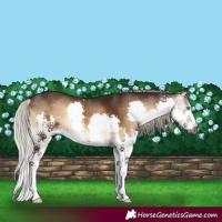 Horse Color:Gray Silver Brown Onyx Splash 