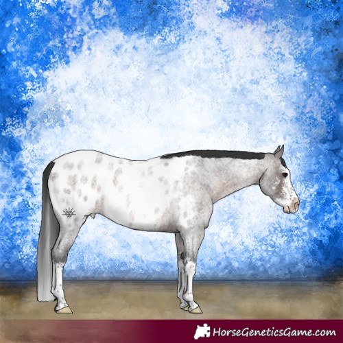Horse Color:Brown Roan Sabino Splash Near Leopard Rabicano 