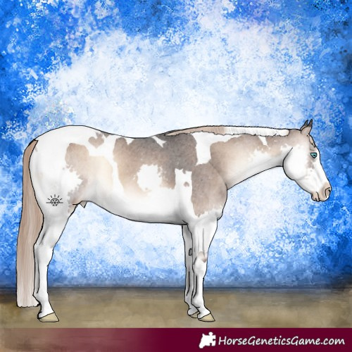 Horse Color:Liver Red Onyx Splash Tobiano Appaloosa 