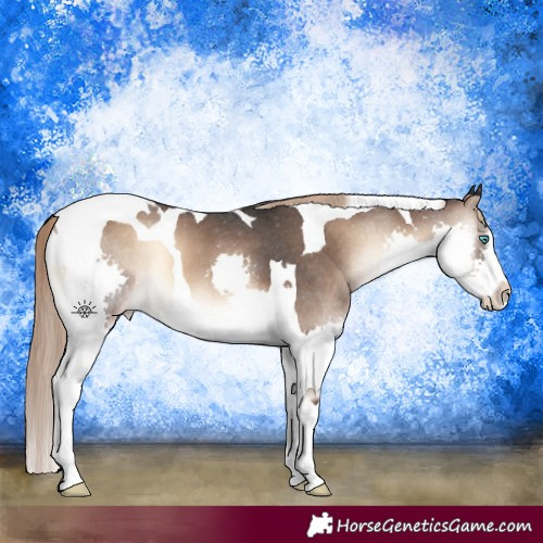 Horse Color:Liver Red Onyx Splash Tobiano Appaloosa 