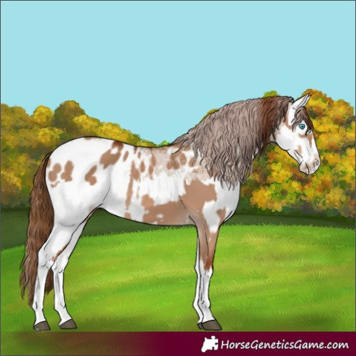 Horse Color:Red Dun Splash  and Red Dun Splash Appaloosa 