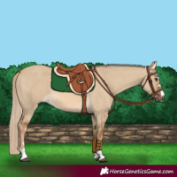 Horse Color:Chocolate Palomino Dun 