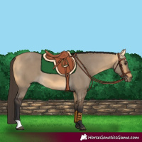 Horse Color:Buckskin Dun 