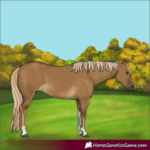 Horse Color:Chocolate Palomino Dun Tobiano 
