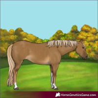 Horse Color:Chocolate Palomino Dun Tobiano