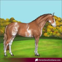 Horse Color:White Spotted Chestnut Splash 