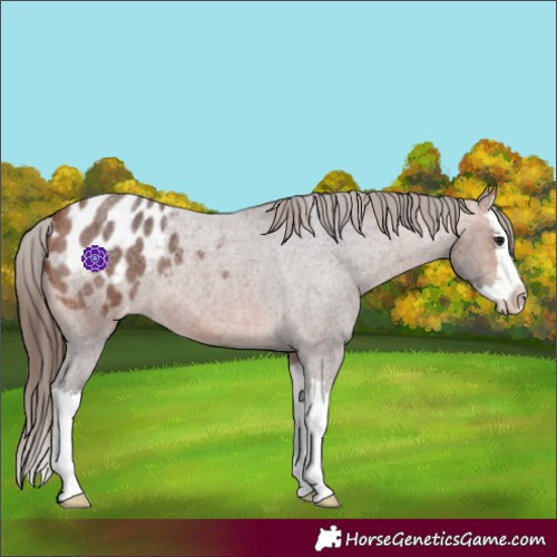 Horse Color:Bay Roan Splash Appaloosa 
