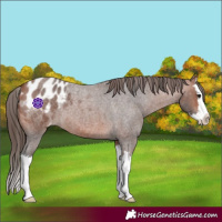 Horse Color:Bay Roan Splash Appaloosa