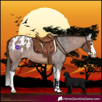 Horse Color:Bay Roan Splash Blanket 