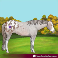 Horse Color:Bay Roan Splash Appaloosa 