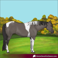 Horse Color:Smoky Grullo Tobiano 