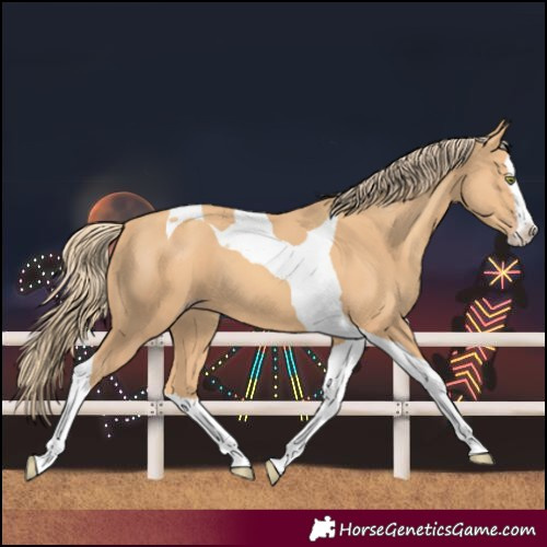 Horse Color:Gold Champagne Splash Tobiano