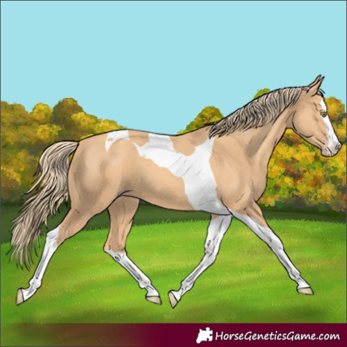 Horse Color:Gold Champagne Splash Tobiano 