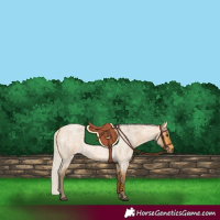Horse Color:Silver Buckskin Roan 