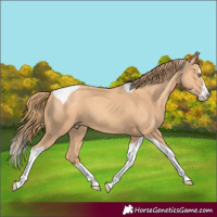 Horse Color:Gold Champagne Splash Tobiano 
