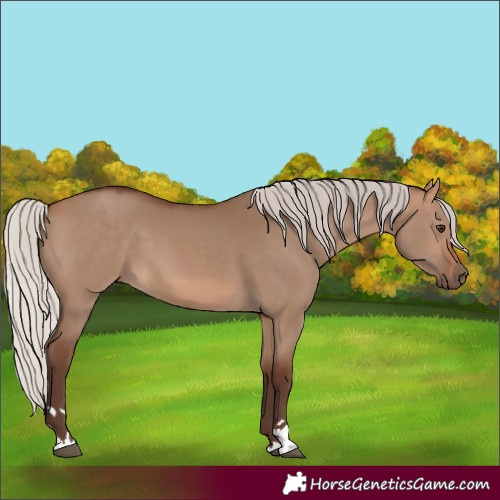 Horse Color:Silver Brown Dun 