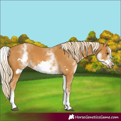Horse Color:White Spotted Palomino Frame