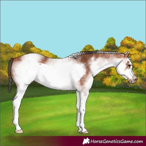 Horse Color:White Spotted Bay Frame 