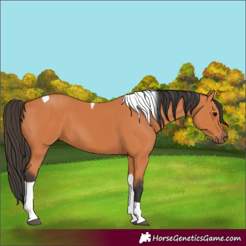 Horse Color:Bay Tobiano