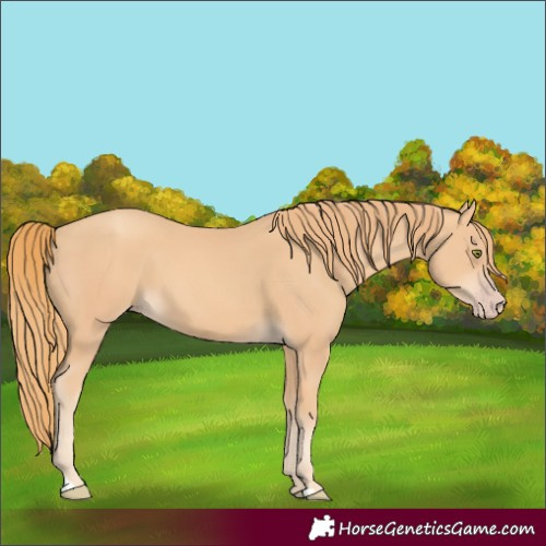 Horse Color:Gold Champagne