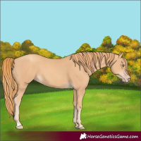 Horse Color:Gold Champagne