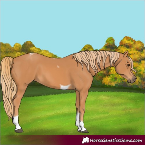 Horse Color:Chestnut Tobiano