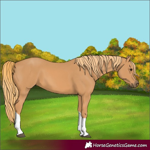 Horse Color:Chestnut Tobiano 