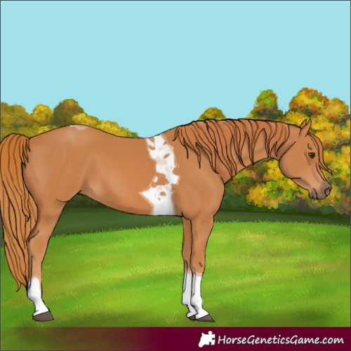 Horse Color:Chestnut Tobiano
