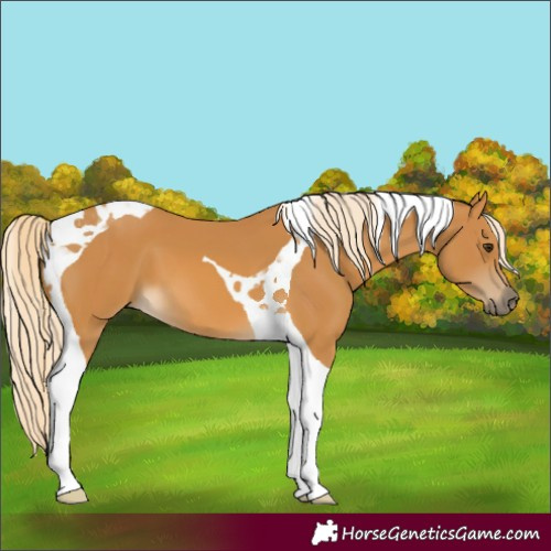 Horse Color:Palomino Tobiano