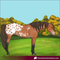 Horse Color:Bay Blanket 