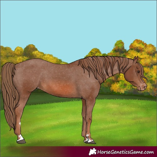 Horse Color:Chestnut Appaloosa