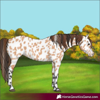 Horse Color:Bay Dun Leopard 