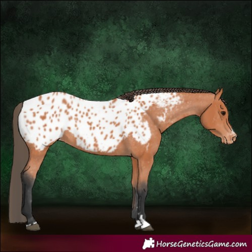 Horse Color:Bay Near Leopard