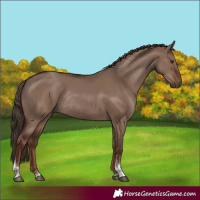 Horse Color:Liver Red Dun Tobiano Rabicano
