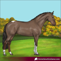 Horse Color:Liver Red Dun Tobiano Rabicano 