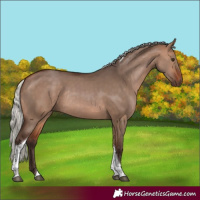 Horse Color:Silver Brown Dun Tobiano Rabicano 