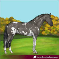 Horse Color:White Spotted Grullo Tobiano Rabicano 