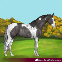 Horse Color:Smoky Black Splash Tobiano Rabicano 