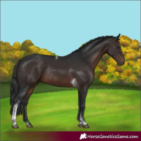 Horse Color:Brown Tobiano Rabicano 