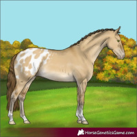 Horse Color:Classic Cream Champagne Dun Tobiano Blanket Rabicano 