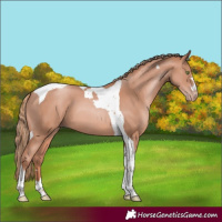 Horse Color:Gold Champagne Tobiano