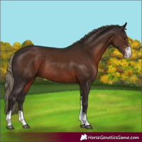 Horse Color:Liver Chestnut Sabino Rabicano 