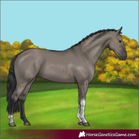 Horse Color:Grullo Tobiano Rabicano