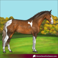 Horse Color:Chocolate Palomino Sabino Tobiano Rabicano 