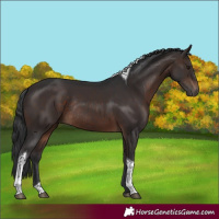 Horse Color:Brown Tobiano Rabicano