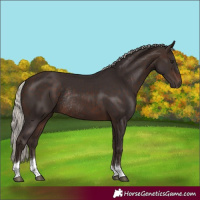 Horse Color:Silver Brown Sabino Tobiano Rabicano 