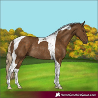 Horse Color:Chocolate Palomino Tobiano Rabicano