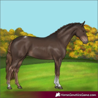 Horse Color:Liver Chestnut Tobiano Rabicano 