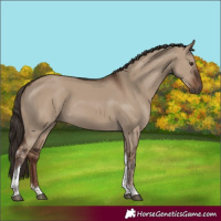 Horse Color:Liver Red Dun Tobiano Rabicano 