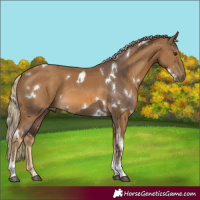 Horse Color:White Spotted Liver Red Dun Sabino Rabicano  and White Spotted Chocolate Palomino Tobiano 
